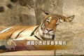 德國小虎初享春季陽光