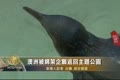 澳洲被綁架企鵝返回主題公園